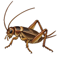Wood Cricket