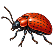 Poplar Leaf Beetle