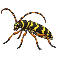 Grape Wood Borer