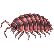 Rosy Woodlouse