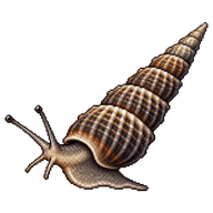 Needle Shell