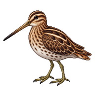 Common Snipe