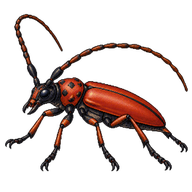 Red Longhorn Beetle