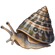 Grey Top Shell