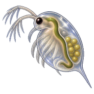 Large Water Flea