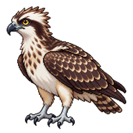 Osprey Fledgling