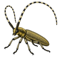 Golden-Bloomed Grey Longhorn Beetle