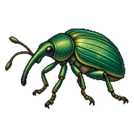 Snout Beetle