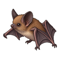 Common Pipistrelle Pup