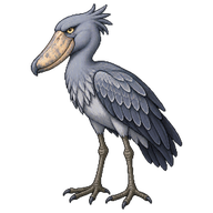 Shoebill
