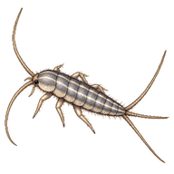 Four-lined Silverfish