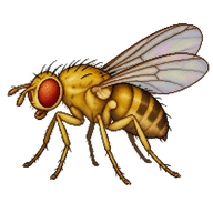 Brassica Leaf Miner