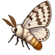 Brown-tail Moth