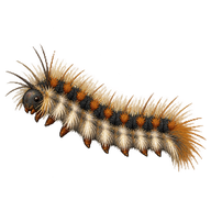 Brown-tail Moth Caterpillar