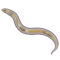 Vinegar Eel