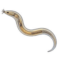 Vinegar Eel