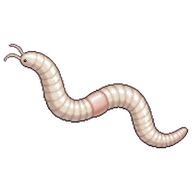 White Potworm