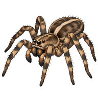 Great Fox-spider