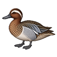 Garganey