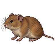 Common Vole