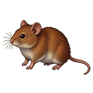 Bank Vole