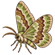 Southern Pine Looper Moth