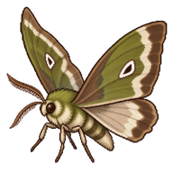 Velvetbean Caterpillar Moth