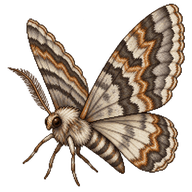 Tissue Moth