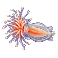 Pom-pom anemone Larvae