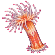 Pom-pom Anemone Juvenile Polyp
