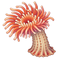 Pom-pom Anemone