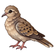 Mourning Dove Fledgling