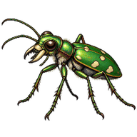 Green Tiger Beetle