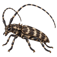 Timberman Beetle