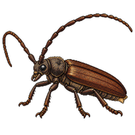Brown Spruce Longhorn Beetle