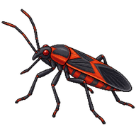 Red-shouldered Bug