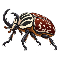 Goliath Beetle