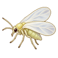 Greenhouse Whitefly