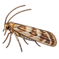 European Grain Moth
