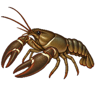 Signal Crayfish