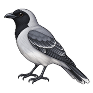 Black-faced Cuckooshrike