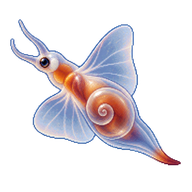 Sea Butterfly