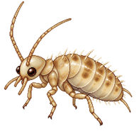Adult Psocid Lice Larva