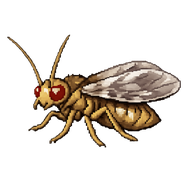 Adult Psocid Lice