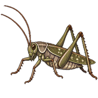 Grey Bush Cricket