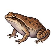 Eastern Narrow-mouthed Toad