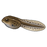 Eastern Narrow-mouthed Toad Tadpole