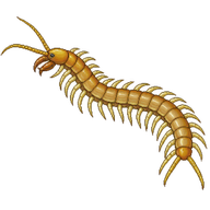 Boreal Yellow-headed Soil Centipede