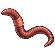 Red Earthworm