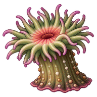 Sunburst Anemone